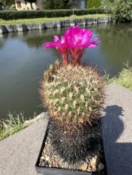 Preview: Sulcorebutia spec. BL violett
